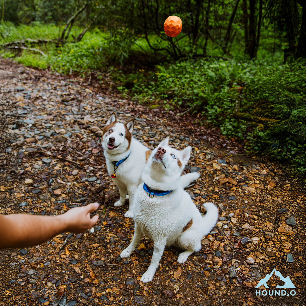 Dog Toys | Squeaky Fetch Ball, Orange | Durable & Floating Outdoor Toy for Dogs