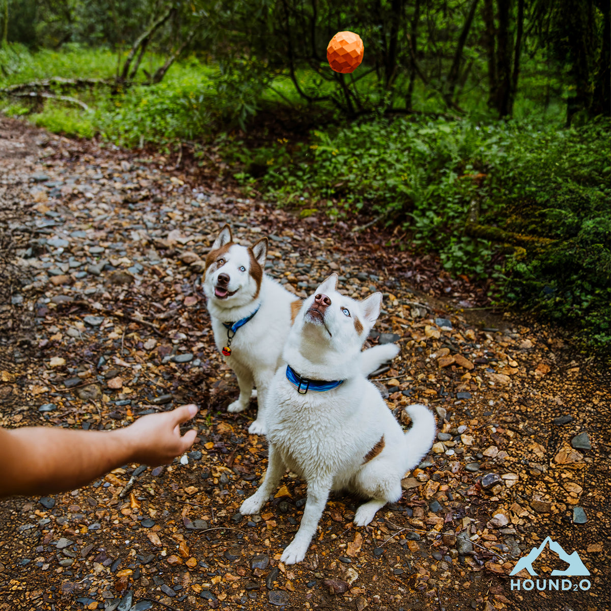 Dog Toys | Squeaky Fetch Ball, Orange | Durable & Floating Outdoor Toy for Dogs